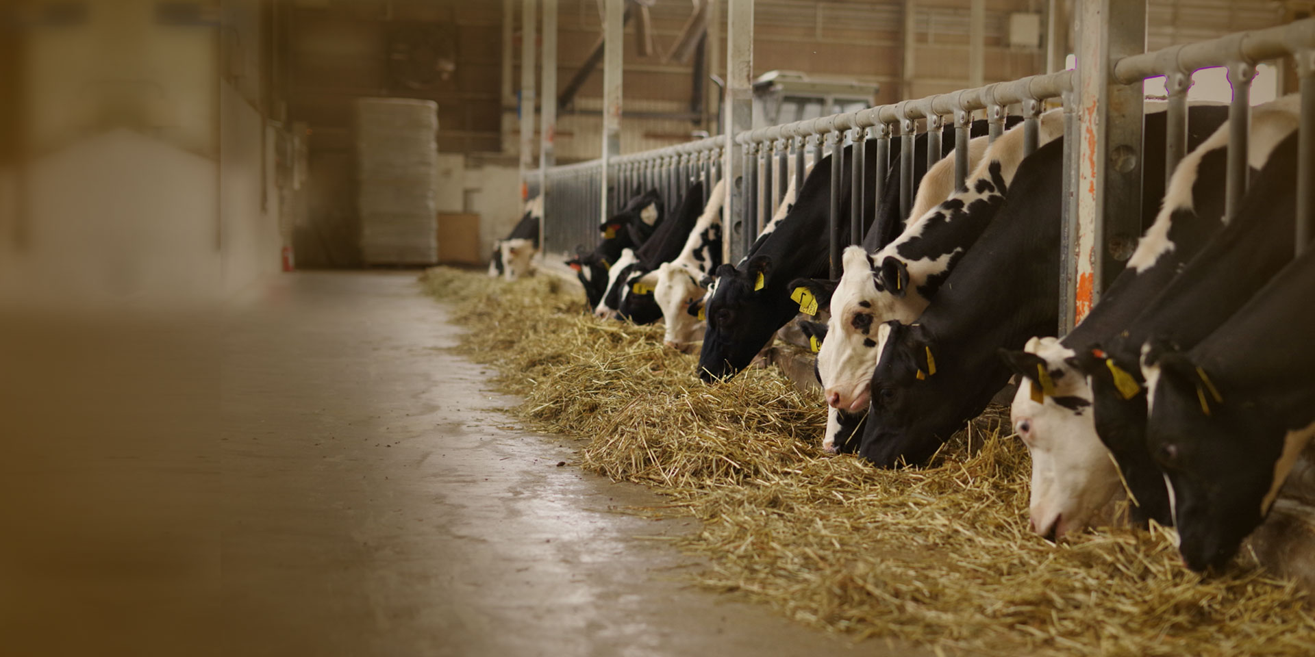 Empowering Cattle Health
