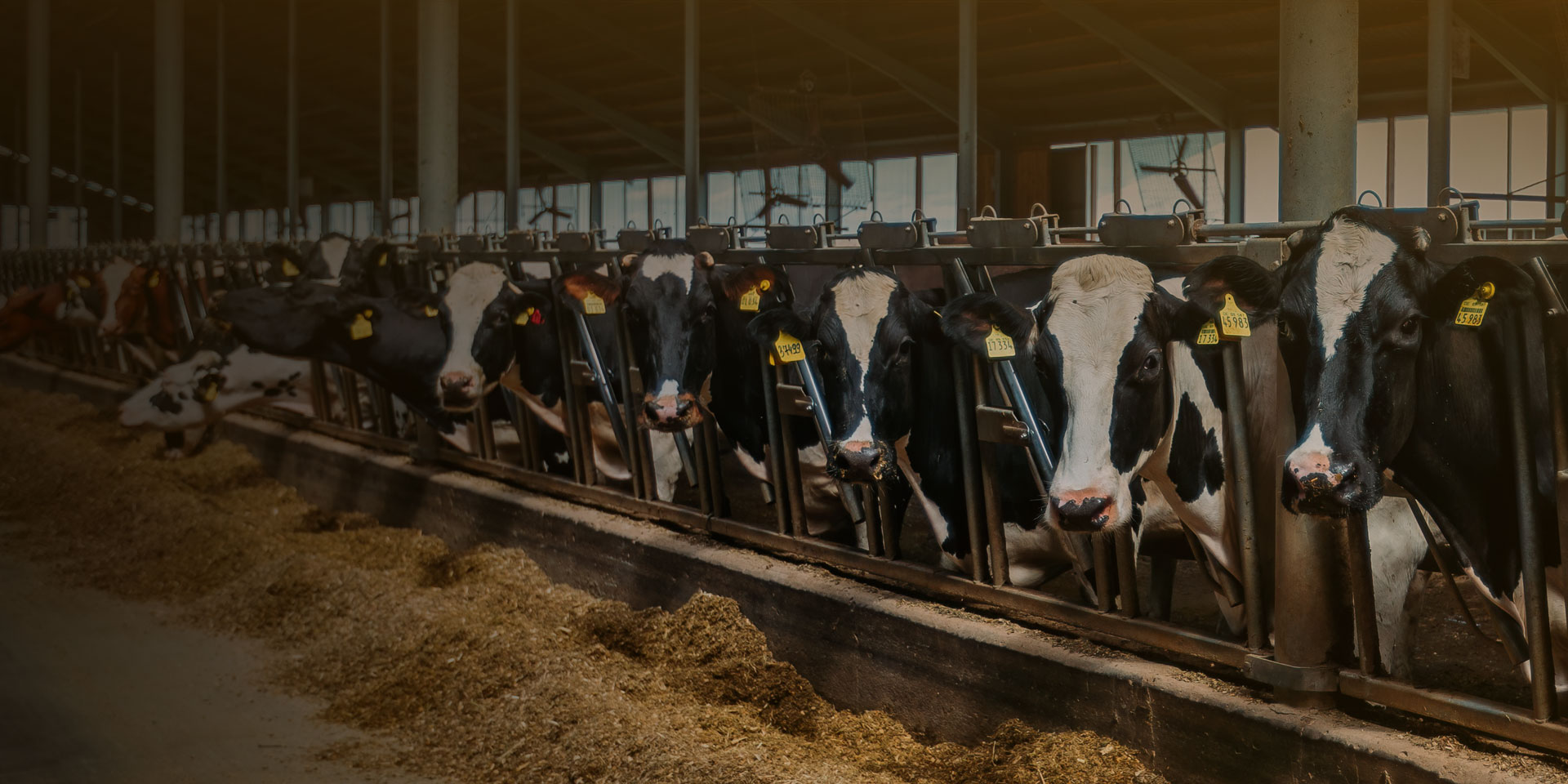 Herbal Wellness for Livestock